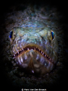lizard eyes by Marc Van Den Broeck 